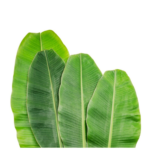 banana-leaf