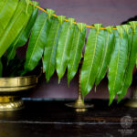 mangoleaves01