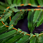 mangoleaves01